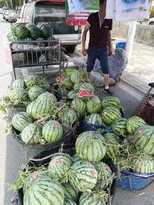 砀山吃瓜事件爆料,揭秘背后真相与网络舆论风暴